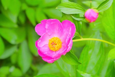 Pembe gül çiçeği ve gül goncası. Şam gül bahçesi