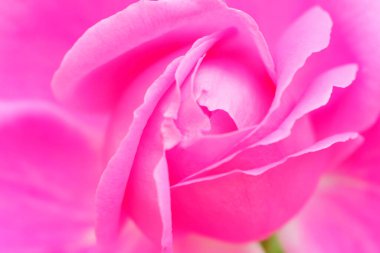 Pembe gül çiçeği ve gül goncası. Şam gül bahçesi