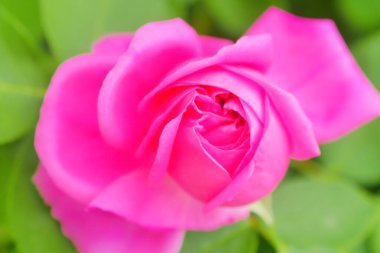 Pembe gül çiçeği ve gül goncası. Şam gül bahçesi