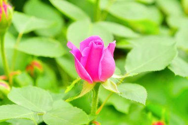 Pembe gül çiçeği ve gül goncası. Şam gül bahçesi