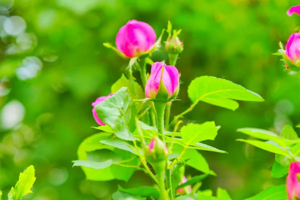 Pembe gül çiçeği ve gül goncası. Şam gül bahçesi