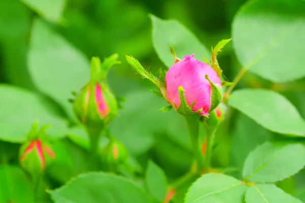 Pink Rose Flower Rose Bud Close Damascus Rose Garden — Stock Photo, Image