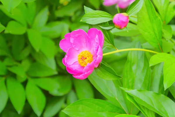 Pembe gül çiçeği ve gül goncası. Şam gül bahçesi