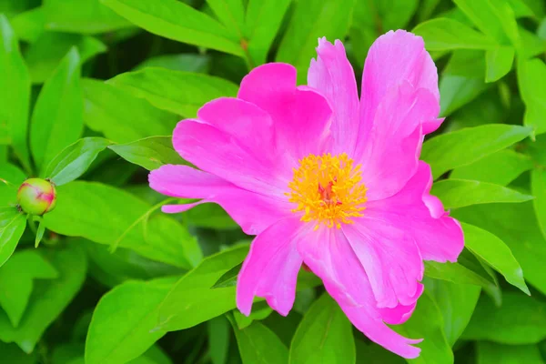 Pembe gül çiçeği ve gül goncası. Şam gül bahçesi