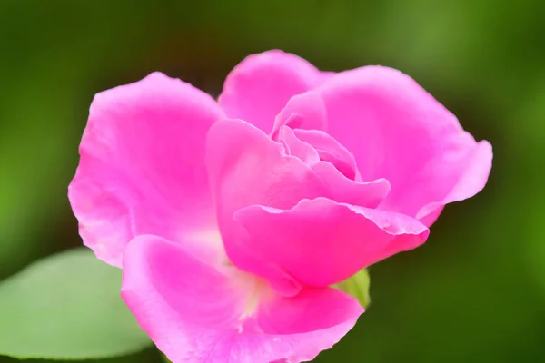 Pink Rose Flower Rose Bud Close Damascus Rose Garden —  Fotos de Stock