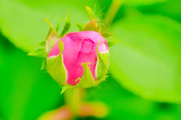 Pink Rose Flower Rose Bud Close Damascus Rose Garden — Stock Photo, Image