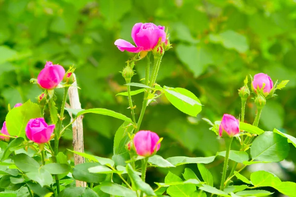 Pembe gül çiçeği ve gül goncası. Şam gül bahçesi
