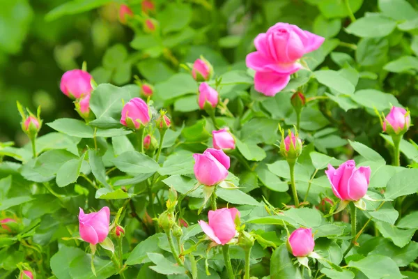 Pembe Gül Çiçeği Gül Goncası Şam Gül Bahçesi Telifsiz Stok Imajlar