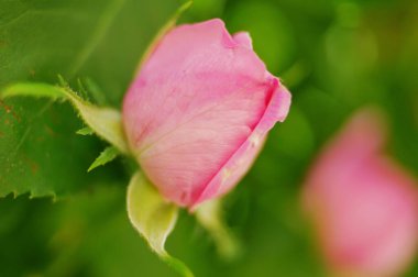 Pembe gül çiçeği ve gül goncası. Şam gül bahçesi