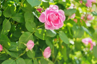 Pembe gül çiçeği ve gül goncası. Şam gül bahçesi