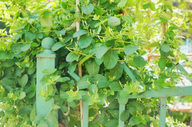 Bahar evi asma yeşiline tırmanıyor hanımeli beyaz tomurcuklanma canlılığı