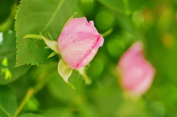 Pink Rose Flower Rose Bud Close Damascus Rose Garden — Stock fotografie