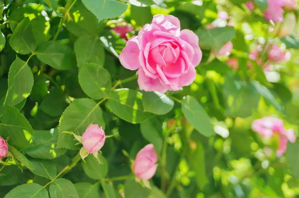 Pembe gül çiçeği ve gül goncası. Şam gül bahçesi