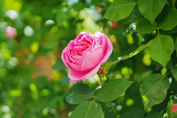 Pembe gül çiçeği ve gül goncası. Şam gül bahçesi