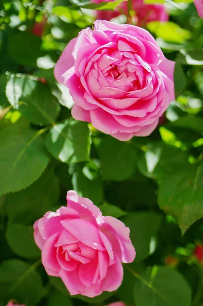 Pembe gül çiçeği ve gül goncası. Şam gül bahçesi