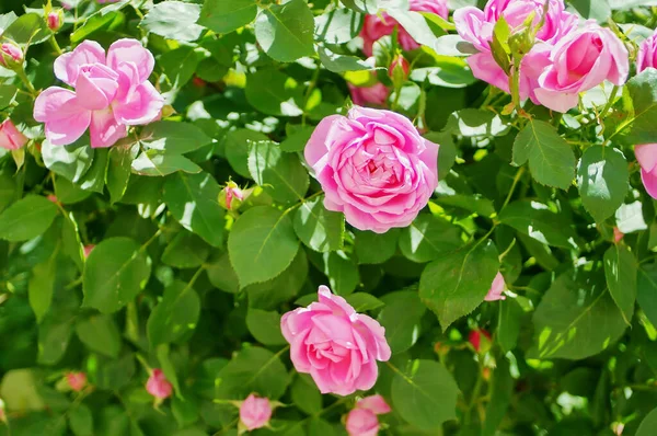 Pembe gül çiçeği ve gül goncası. Şam gül bahçesi