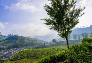 Çay Bahçeleri, Yeşil Tepeler, ve Mavi Gökyüzü - Yeşilli Yeşil Doğal Peyzaj