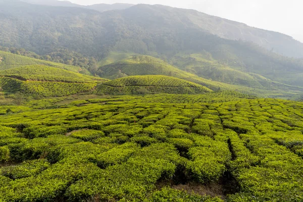 Tea gardens. Tea plantations at its best view