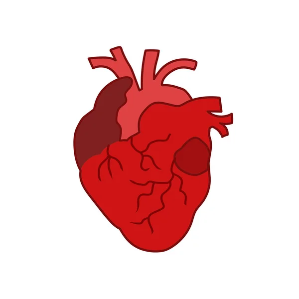 Ilustración Cardíaca Del Corazón Humano Aislada Sobre Fondo Blanco — Vector de stock