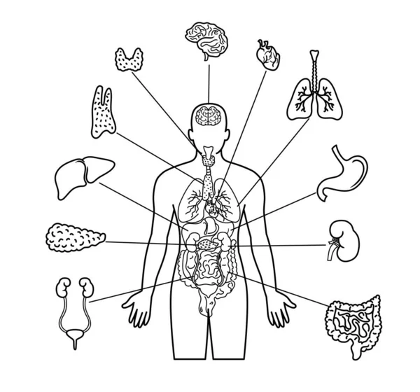 Human Body Internal Organs Illustration Line Art White Background — Stock Vector