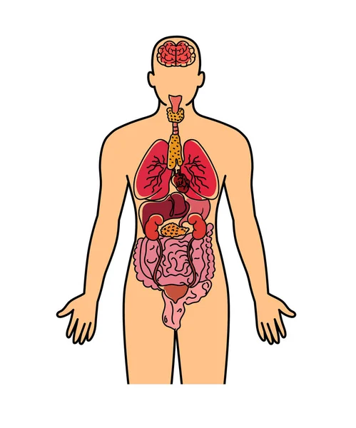 在白色背景下分离的人体和内脏载体 — 图库矢量图片