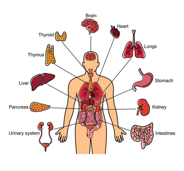 İnsan vücudu ve iç organları beyaz arkaplanda izole edilmiş.