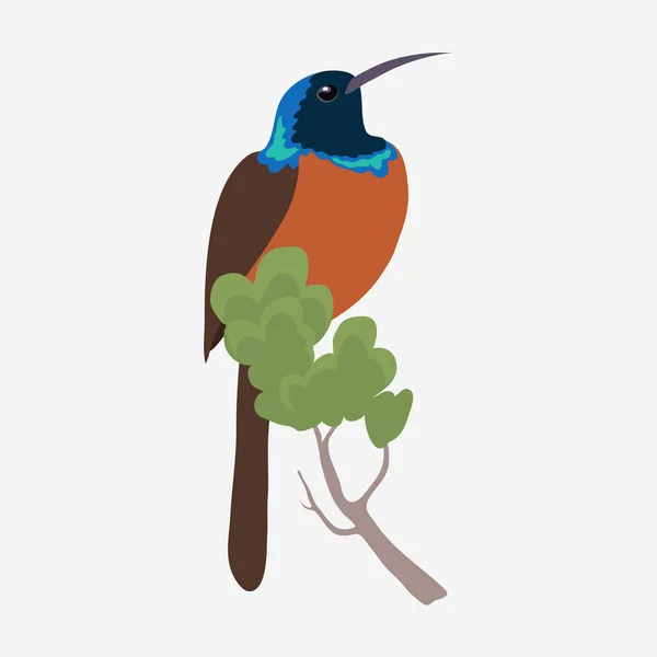 Humming Fågel Logotyp Vektor Illustration — Stock vektor