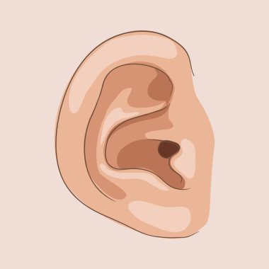Kulak vektör çizimi izole edildi
