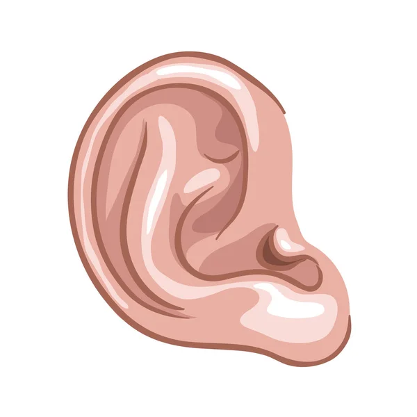 孤立的耳朵矢量图 — 图库矢量图片