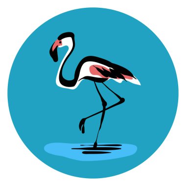 Flamingo vektör çizimi izole edildi