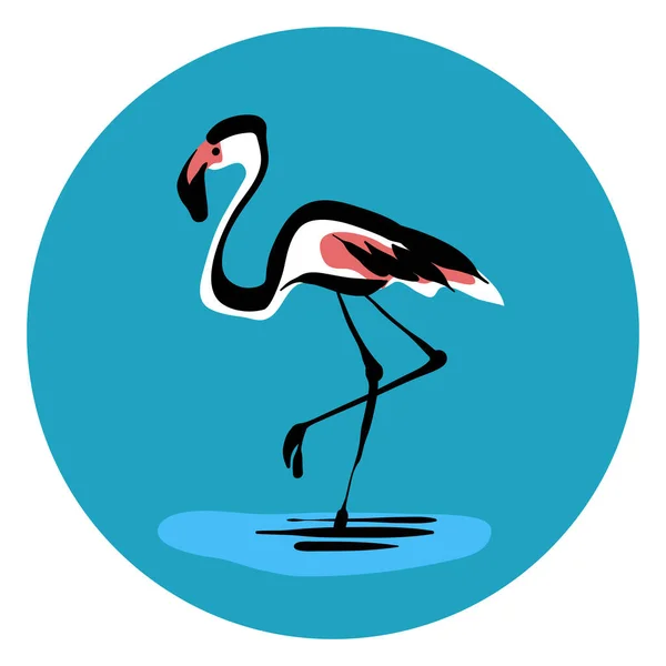 Ilustração Vetorial Flamingo Isolada —  Vetores de Stock