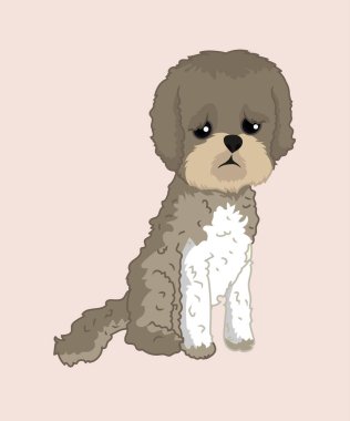 Shih Tzu köpeği oturuyor.