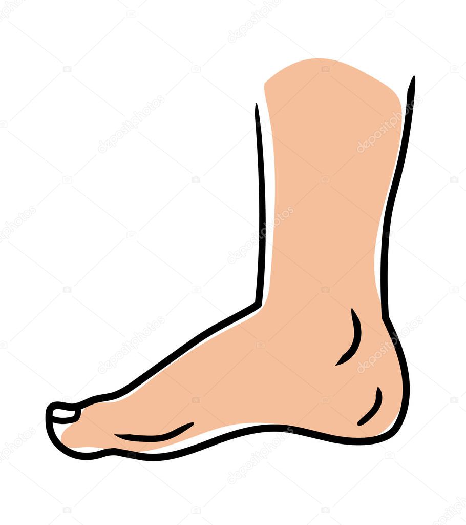 Vector illustration of a foot standing, human foot 
