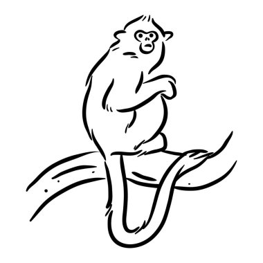 Altın Aslan Tamarin - Maymun Çizgisi Sanatı