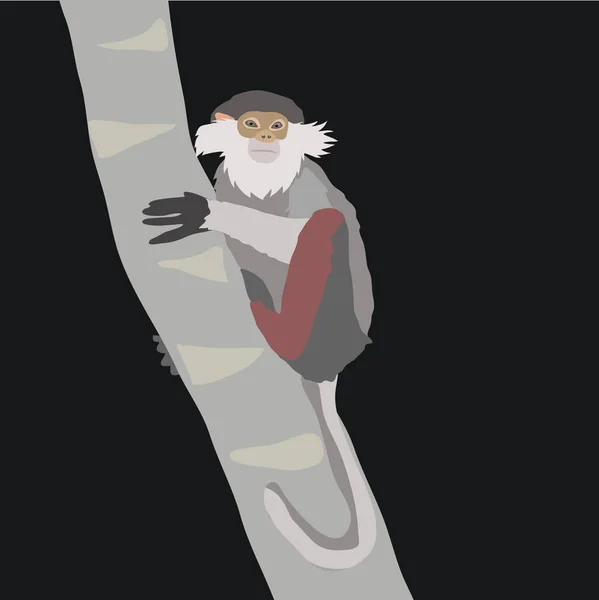 Red Shanked Douc Langur Clip Art Monkey Clip Art — Vector de stock