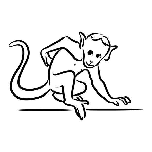Bambino Scimmia Disegno Clip Art — Vettoriale Stock