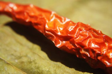 Chilli Macro fotoğrafçılık.