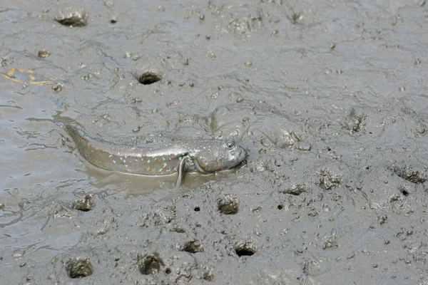 雄性杂鱼在交配季节表现出吸引雌性的蓝色斑点 图库图片