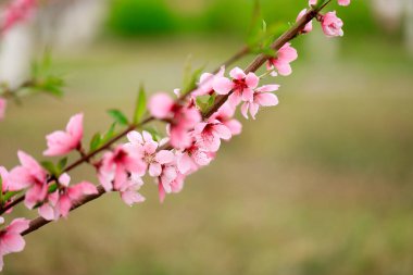 The peach trees blossom in spring