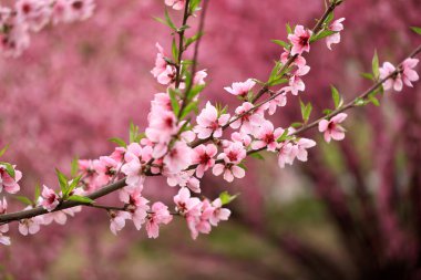 The peach trees blossom in spring
