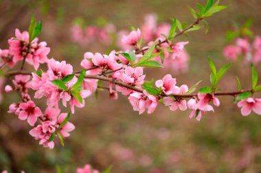 The peach trees blossom in spring