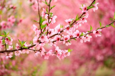The peach trees blossom in spring