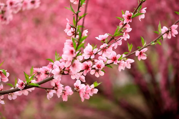 Peach Trees Blossom Spring — Stock Photo, Image