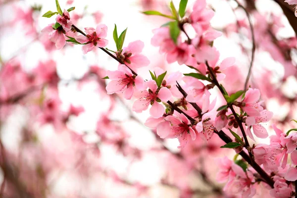 Peach Trees Blossom Spring — Stock Photo, Image