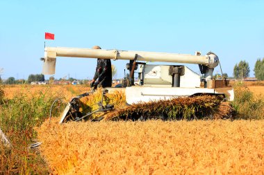 Hasat makinesi olgun pirinç topluyor.