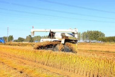 Hasat makinesi olgun pirinç topluyor.