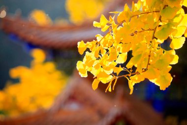 Ginkgo ağaçları sonbaharda, güzel ginkgo ağaçları sonbaharda