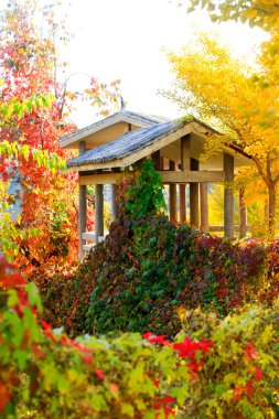 Sonbaharda Çin mimari köşkleri ve ginkgo ağaçları, yakın çekim.