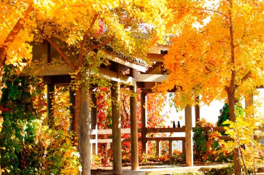 Sonbaharda Çin mimari köşkleri ve ginkgo ağaçları, yakın çekim.