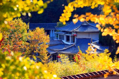 Antik Çin mimarisi ve sonbaharda ginkgo ağaçları, yakın çekim